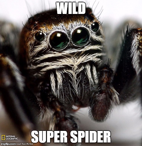 Super Spider Documentary